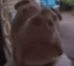 Vine boom sound effect