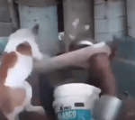 Dog jumping on man eating banana tiktok - Sound