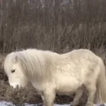 micii poneiii by al4x sefu