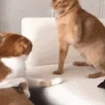 slap