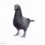 Spinning Pigeon