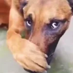 Dog covers his nose