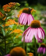 No, you can not eat this mycelium