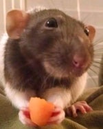 THE GUARDIAN OF THE HOTEL