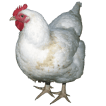 Sonido de pollo