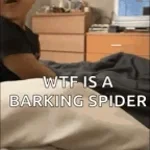 Barking Spider