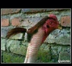 Controla tus palabras crack