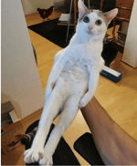 AHhhhhhhhhhhhhhhhhh - Sound