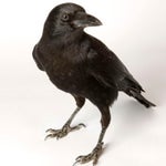 Maanathu parakkana kakka