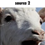 goat scream 2
