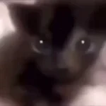 Lovely sad (tiktok original)