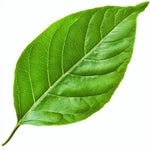 WhatsApp Ptt 2025 09 05 at 21