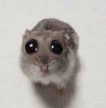 CYBERPUNK 2077 SOUNDTRACK I REALLY WANT TO STAY AT YOUR HOUSE b - Sound