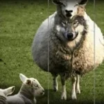 wolf in sheep clothes (copy)