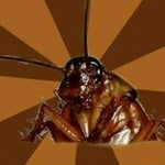 Awkward Cricket Sound Effect