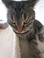 Bass Boosted Monkey noise - Sound