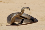 Snake Sound Effect - Sound