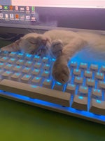 tatiana mercy perfect night - Sound