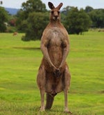 She Said Shes From The Islands (edit Audio)