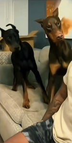 Falling down x Hoodtrap x V12 Vamp