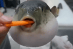 fish moaning - Sound