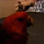 i thought you wanted an audience