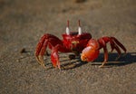 Crustacean of the week