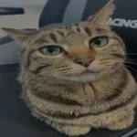 i acctually don't sepak english