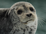 spinning seal