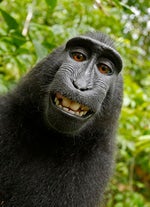 Monkey sound loop