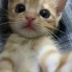 whatever daddy wants daddy gets one verse