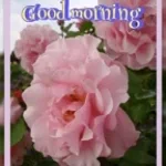 antoine et camélia...