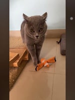 The Kiffness X Alugalug Cat (Please Go Away)