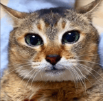 your lie in april opening 3