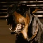 bark(dog)