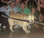 Bloodborne DLC OST Ludwig, the Holy Blade