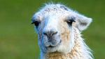 CARL