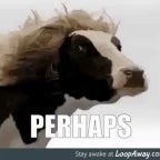 Kung Pow Cow goes Moo