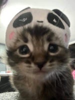 laughing squirrel slow