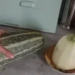 MC Courgette - Courgette style