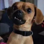 LCRP growl