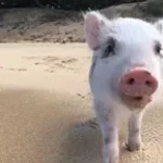 You dirty pig, get out!