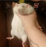 Zoolander Hansel scooter scene meme template