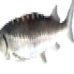 low quality something