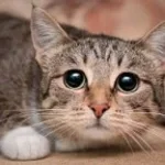 j'aime les chats