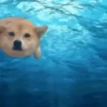 deniz-abi-kornaya-bas(EARRAPE)