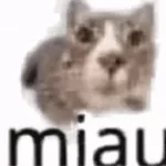 miau ding