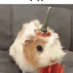 peter piper picked a pepper