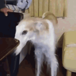 NutCracker Turn