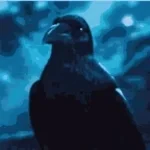 Raven Caw
